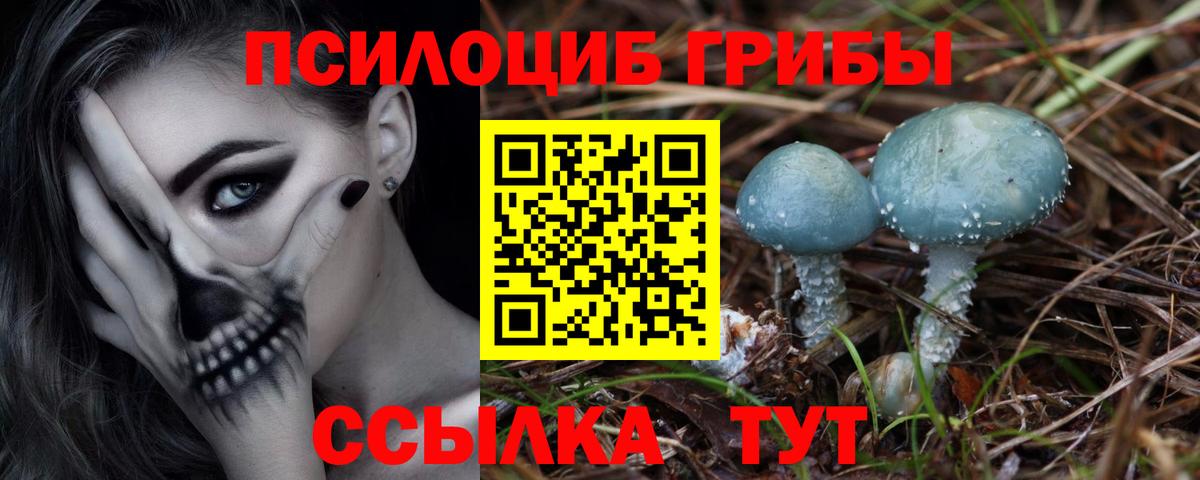 Ступино  Псилоцибиновые грибы Psilocybine cubensis  где можно купить   Вход с VPN 